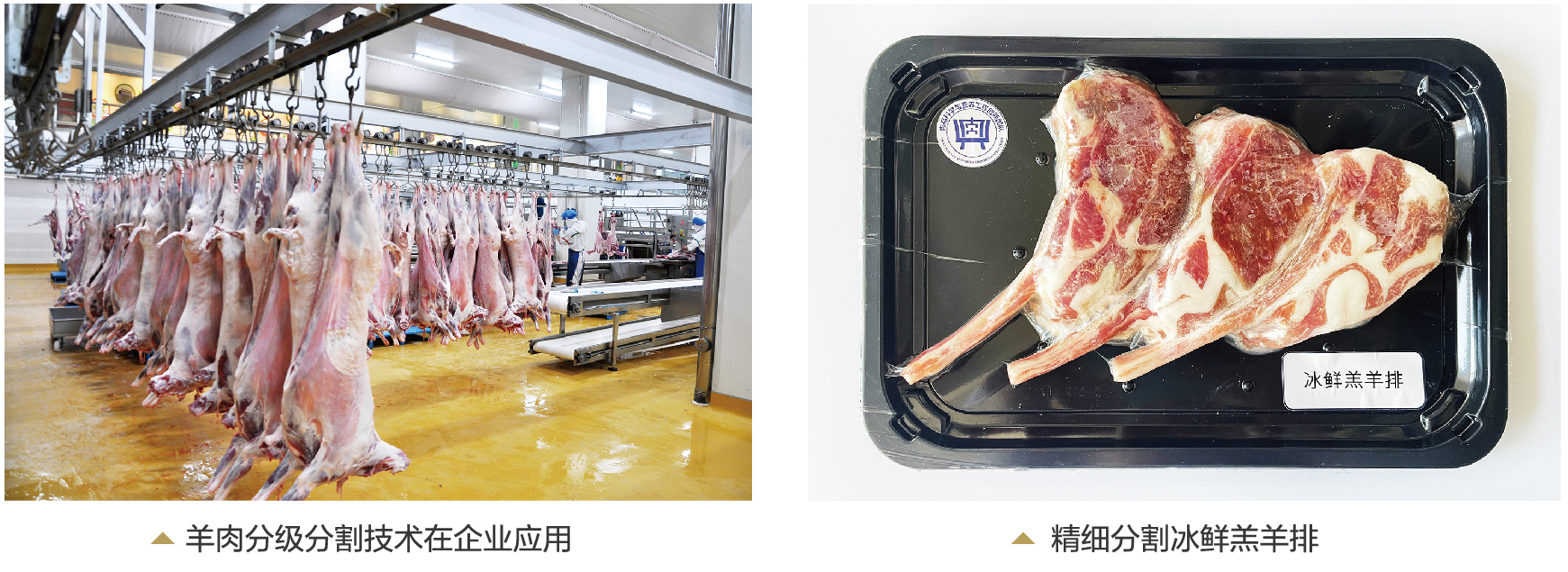 精準分割梯次加工，引領羊肉加工業(yè)跨越發(fā)展
